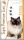 Delikan SUPRA Cat Tuna 31/18 - 10kg
