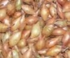 Shakespeare sazečka 1kg