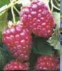 Malinoostružina Tayberry
